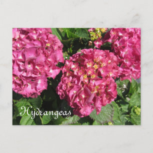 Carte Postale Hydrangée rose