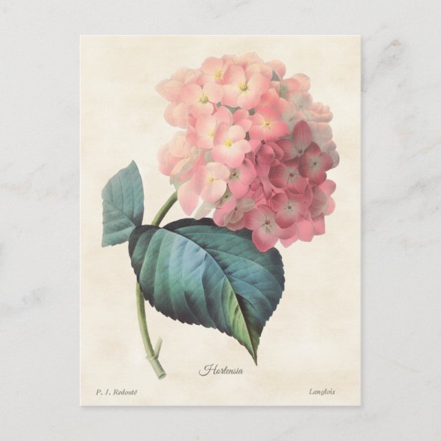 Carte Postale Hydrangée rose Illustration botanique Vintage (Devant)