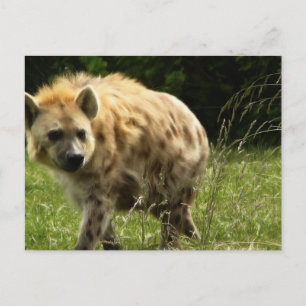Carte postale Hyena