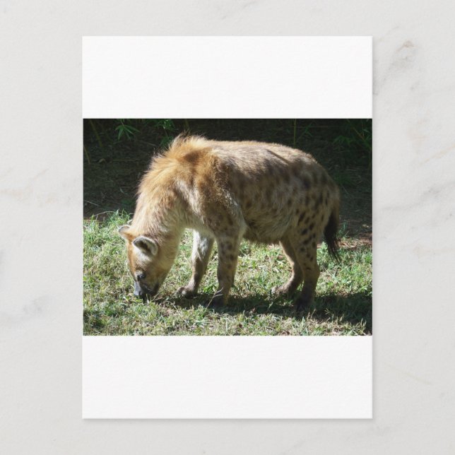 Carte Postale Hyena (Devant)
