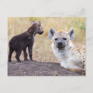 Carte Postale Hyena avec jeune