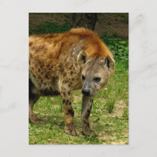 Carte postale Hyena Prowl (Devant)