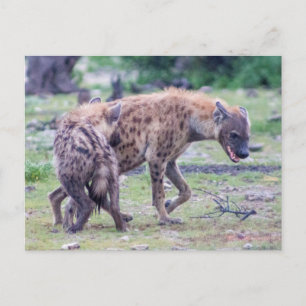 Carte Postale Hyena Wildlife of Africa