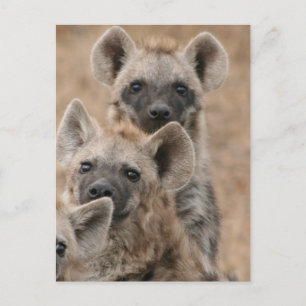 Carte postale Hyenas