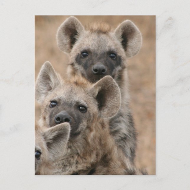 Carte postale Hyenas (Devant)