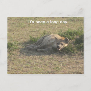 Carte Postale Hyène africaine