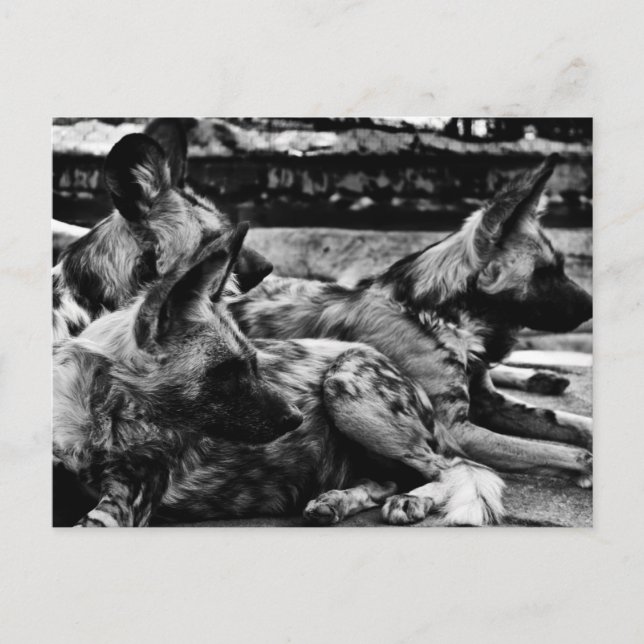 Carte Postale Hyènes (Devant)