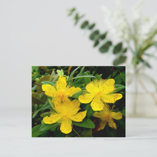 Carte Postale Hypericum calycinum (Debout devant)