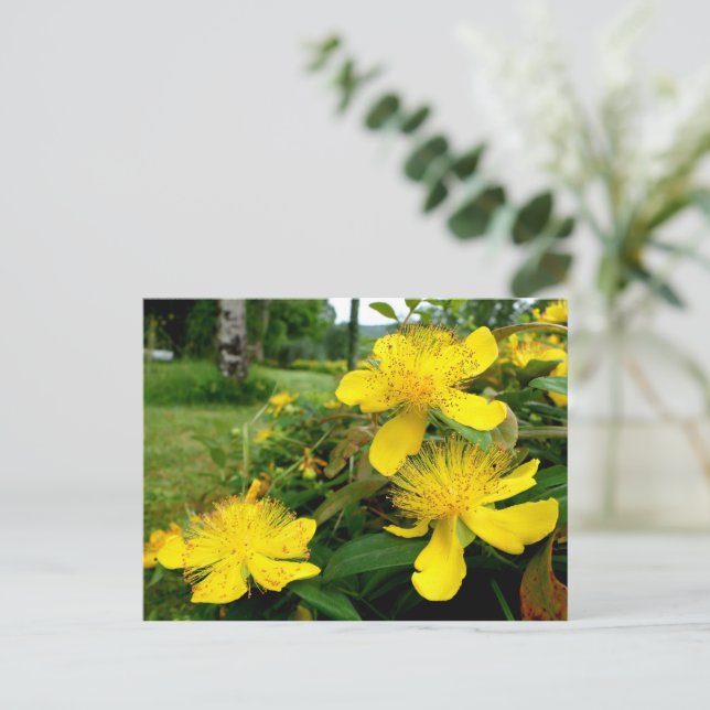 Carte Postale Hypericum calycinum (Debout devant)
