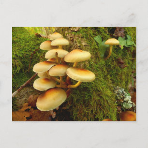 Carte postale Hypholoma fasciculare Champignons