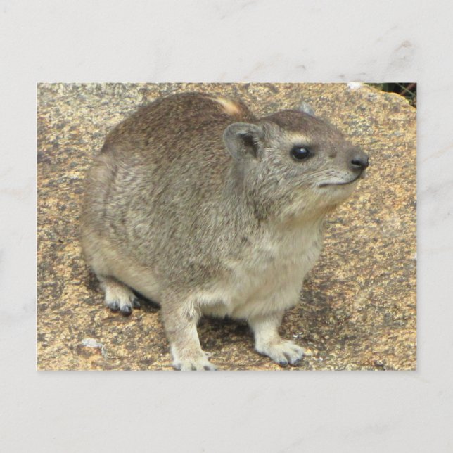 Carte Postale Hyrax (Devant)