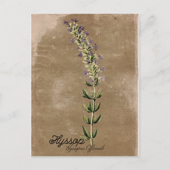 Carte postale Hyssop de style vintage (Devant)