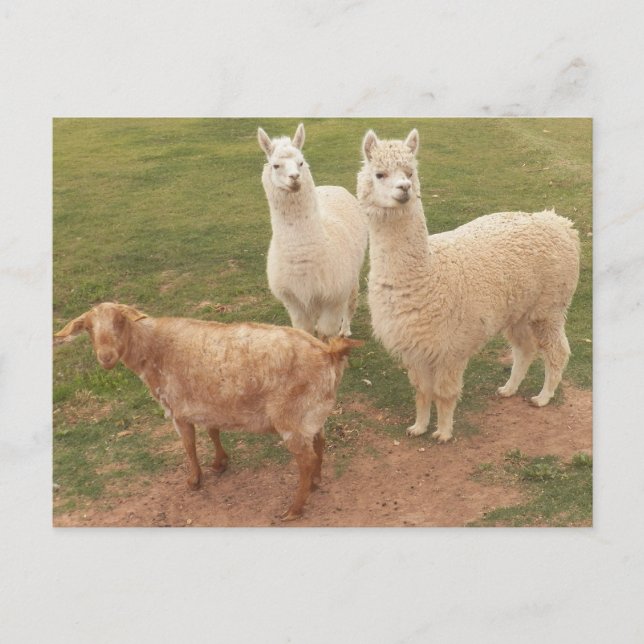 Carte Postale I am sure YOU ALL are SMILING looking at them (Devant)