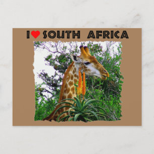 Carte Postale I Coeur Afrique du Sud girafe aloe