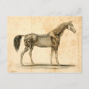 Carte postale I d'anatomie de cheval