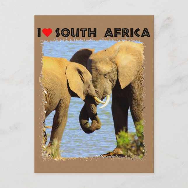 Carte Postale I Heart Afrique du Sud éléphants amoureux (Devant)