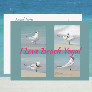 Carte Postale I Love Beach Yoga Royal Terns Poster Photographiqu