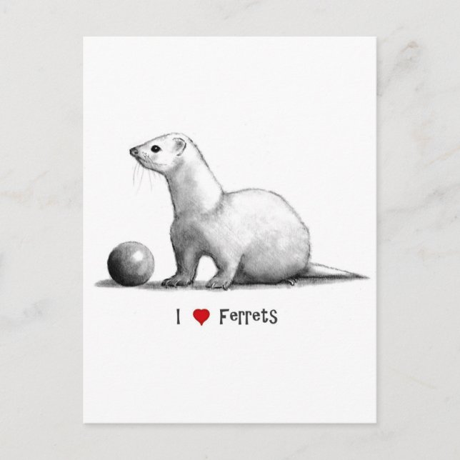 Carte Postale I Love (Coeur) Ferrets : Dessin au crayon (Devant)