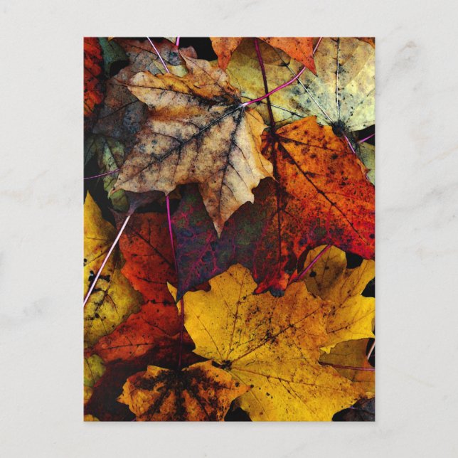 Carte postale - 'I Love Fall' de Joanne Coyle (Devant)