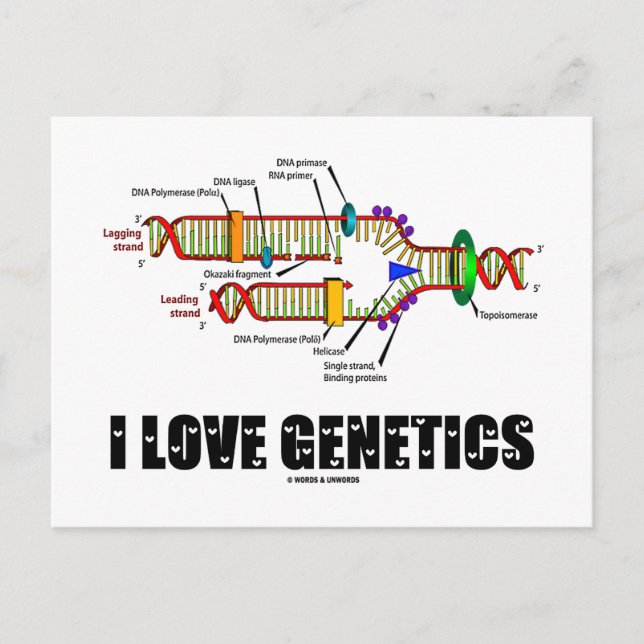 Carte Postale I Love Genetics (réplication de l'ADN) (Devant)