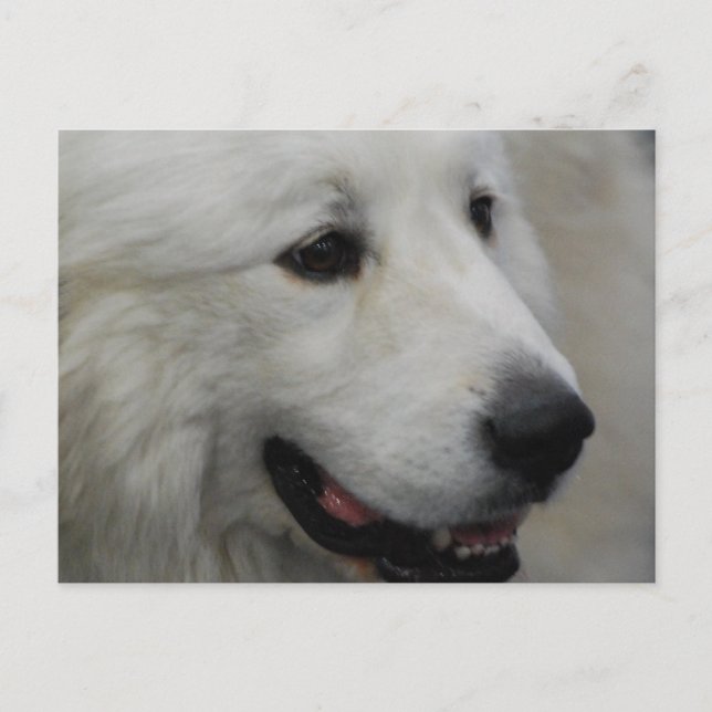Carte postale I Love Great Pyrenees (Devant)