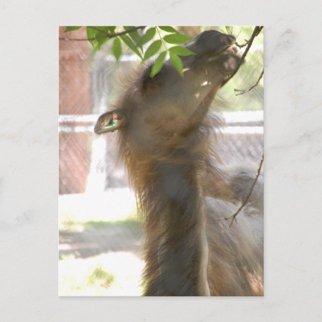 Carte Postale I Love Llamas (Devant)