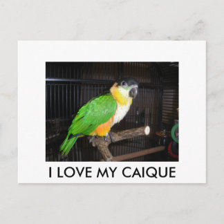 CARTE POSTALE I LOVE MY CAIQUE