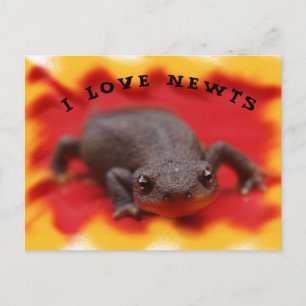 Carte postale I Love Newts