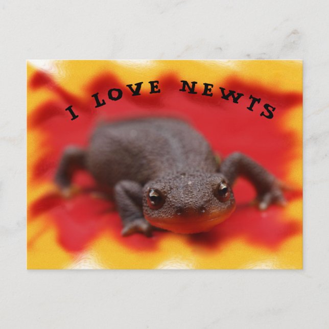 Carte postale I Love Newts (Devant)