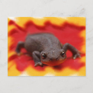 Carte Postale I Love Newts