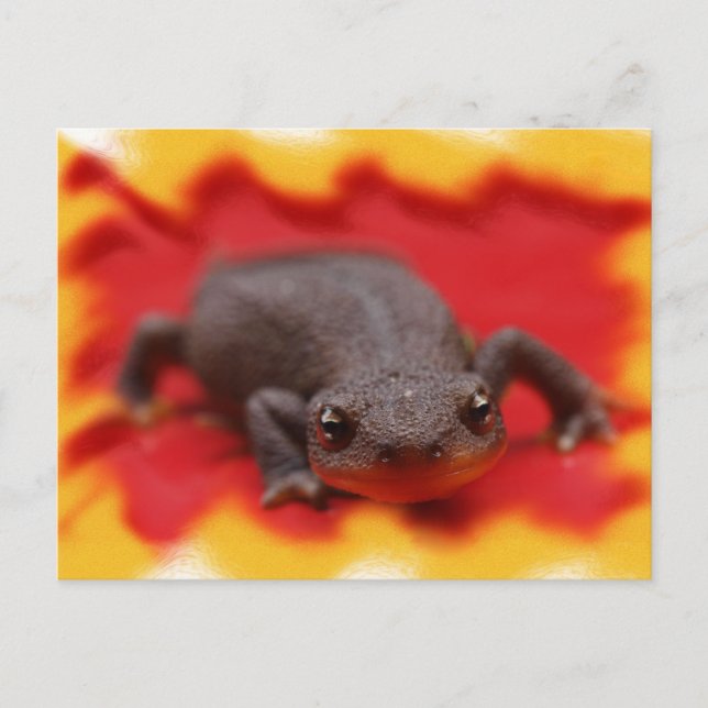 Carte Postale I Love Newts (Devant)