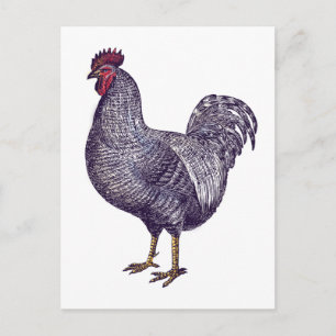 Carte Postale I Love Plymouth Rock Poulets - Rooster Vintage