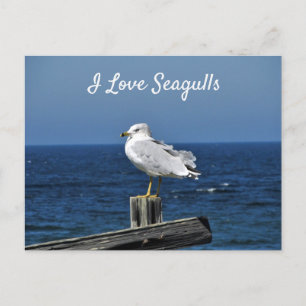 Carte postale I Love Seagulls