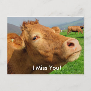 Carte postale "I Miss You" Funny Cow