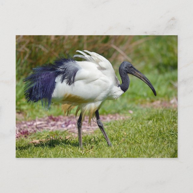 Carte Postale Ibis africain sacré sur l'herbe (Devant)