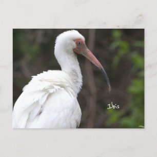 Carte postale Ibis Bird Photo