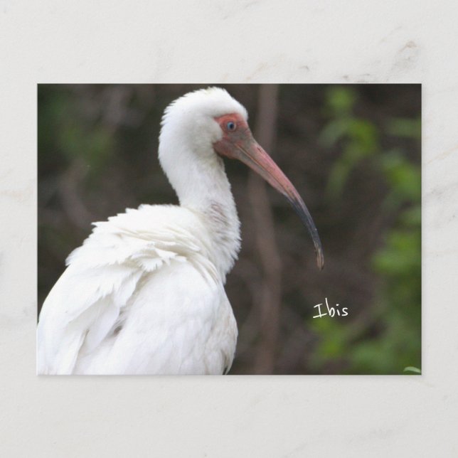 Carte postale Ibis Bird Photo (Devant)
