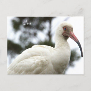 Carte postale Ibis Bird Photo