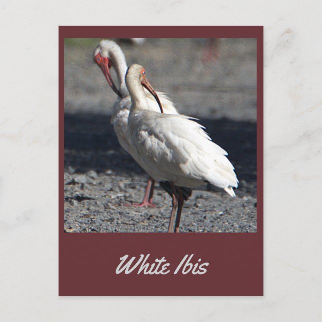 Carte postale Ibis blanc (Devant)