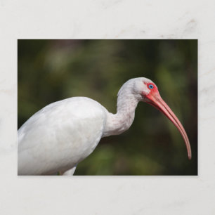Carte Postale Ibis blanc