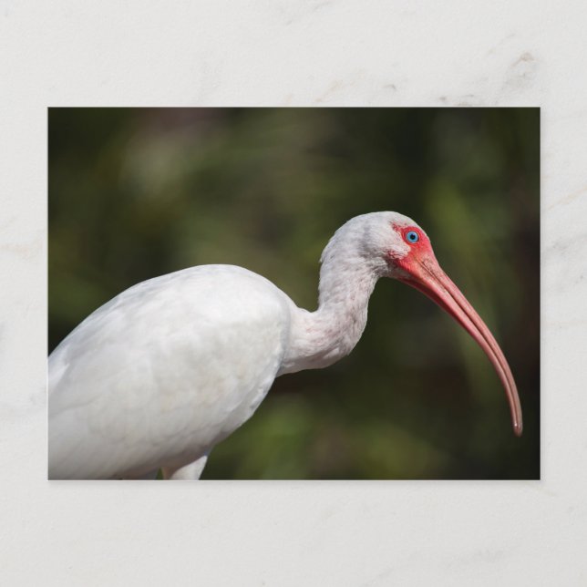 Carte Postale Ibis blanc (Devant)