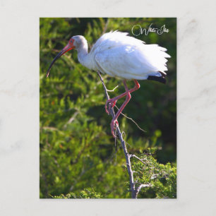Carte postale Ibis blanc