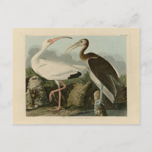 Carte Postale Ibis blanc - Les oiseaux d'Amérique de John James