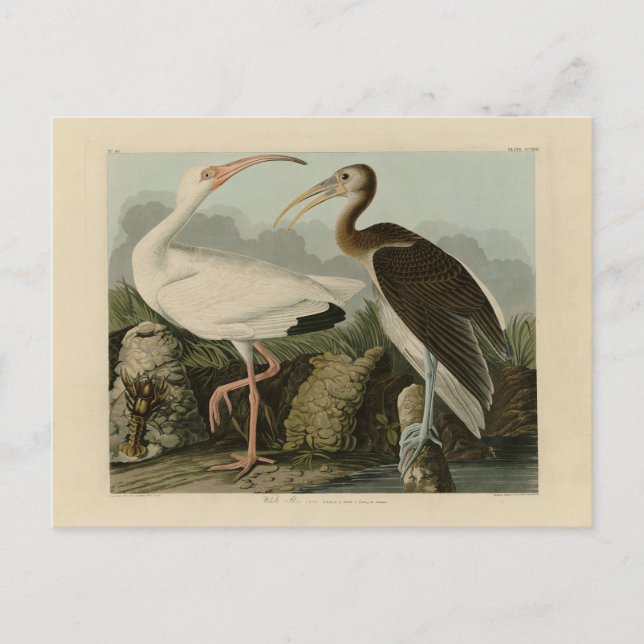 Carte Postale Ibis blanc - Les oiseaux d'Amérique de John James  (Devant)