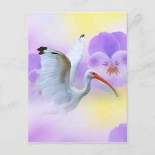Carte postale Ibis et Pansies blanches