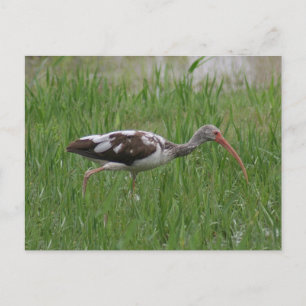 Carte postale Ibis Immature