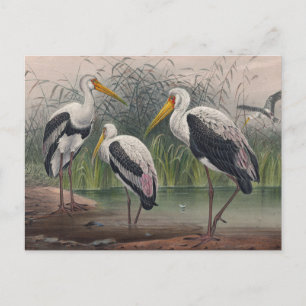 Carte Postale Ibis indien en bois par Joseph Wolf