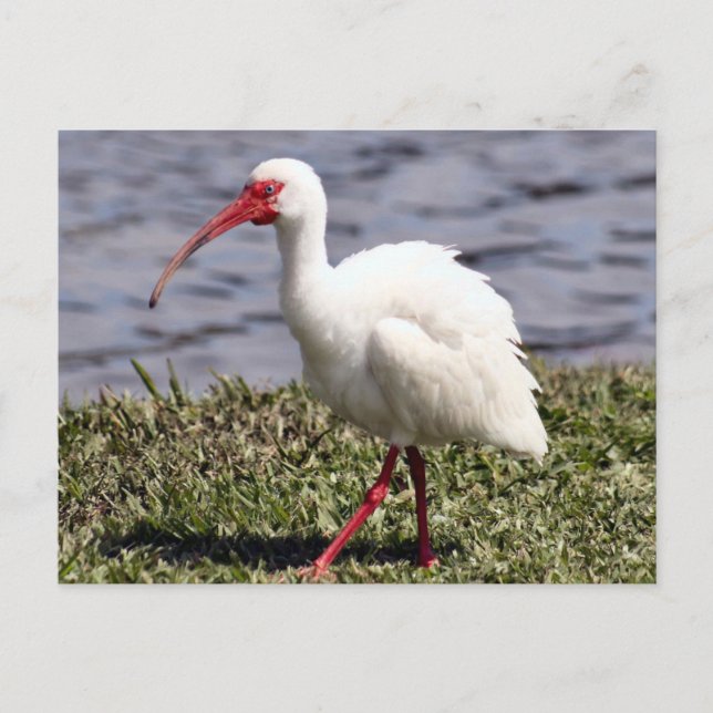 Carte postale Ibis Photo (Devant)
