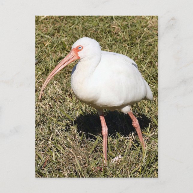 Carte postale Ibis Photo (Devant)