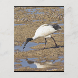 Carte Postale Ibis sacré